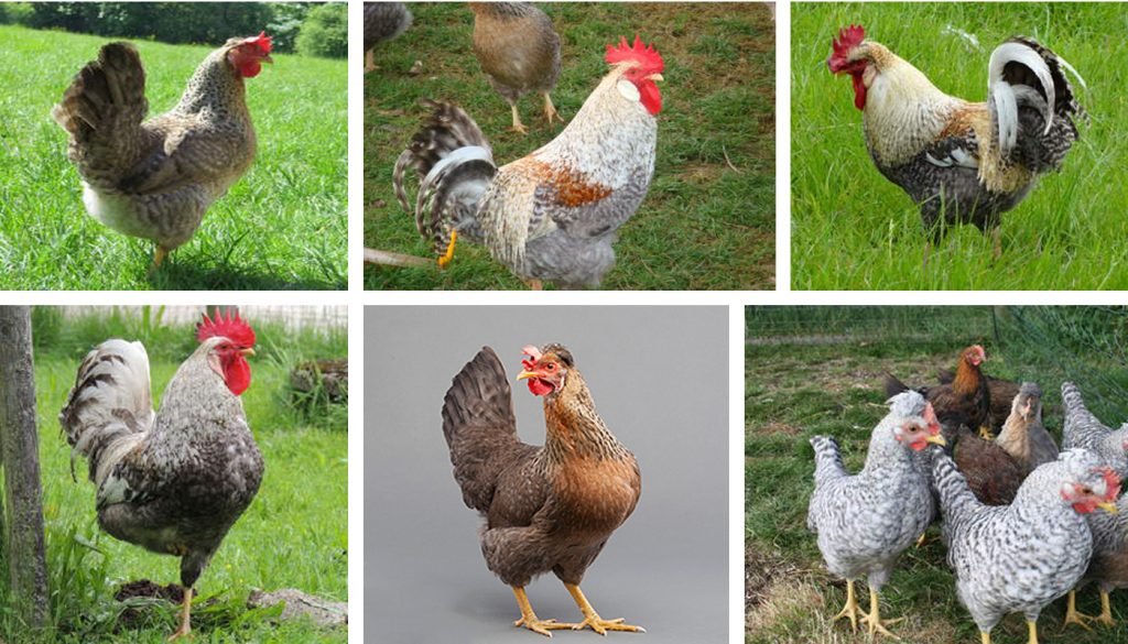 chăm sóc gà noi đá,Chăm Sóc Gà Nòi Đá: Cách Dựng và Nuôi Gà Nòi Đá Hiệu Quả chăm sóc gà noi đá,Chăm Sóc Gà Nòi Đá: Cách Dựng và Nuôi Gà Nòi Đá Hiệu Quả