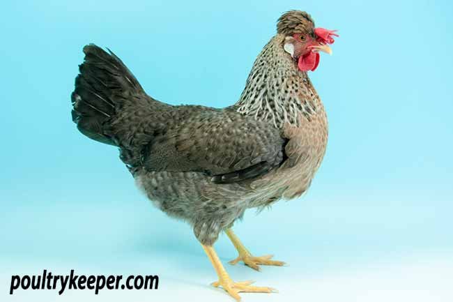 xem đá gà cựa sắt miền tây xem đá gà cựa sắt miền tây