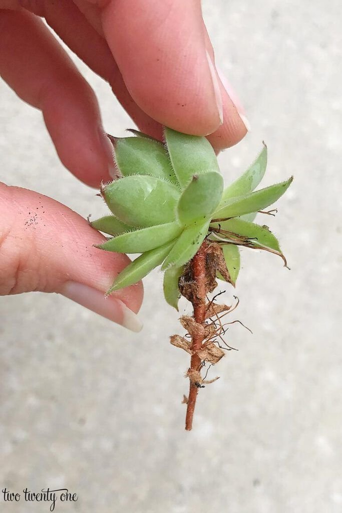 đá gà tre mới nhất thomo đá gà tre mới nhất thomo