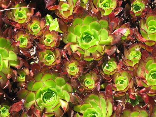 đá giải gà nòi,Đá giải gà nòi: Khám phá bí mật của một loài gà đặc biệt đá giải gà nòi,Đá giải gà nòi: Khám phá bí mật của một loài gà đặc biệt