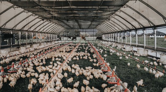 gà đá dọc,Giới thiệu chi tiết về Gà đá dọc gà đá dọc,Giới thiệu chi tiết về Gà đá dọc