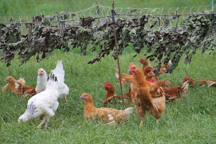 làm chuồng nuôi gà đá,Làm chuồng nuôi gà đá: Kỹ thuật và Yếu tố Quan Trọng làm chuồng nuôi gà đá,Làm chuồng nuôi gà đá: Kỹ thuật và Yếu tố Quan Trọng