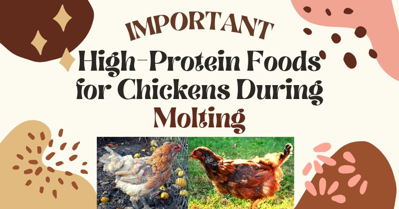 dây cột gà đá,Dây Cột Gà Đá – Đặc Điểm và Ý Nghĩa Của Một Kiểu Đồ Đăng Truyền Thống dây cột gà đá,Dây Cột Gà Đá – Đặc Điểm và Ý Nghĩa Của Một Kiểu Đồ Đăng Truyền Thống
