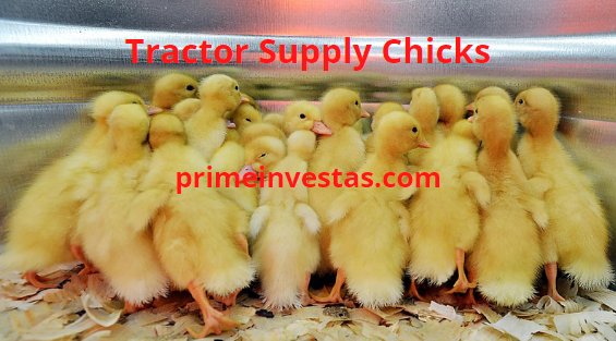 đá gà thomo ngày 9 tháng 8,Đá gà Thomo ngày 9 tháng 8: Thứ hai, Đặc biệt và Kết quả Cân Bằng đá gà thomo ngày 9 tháng 8,Đá gà Thomo ngày 9 tháng 8: Thứ hai, Đặc biệt và Kết quả Cân Bằng