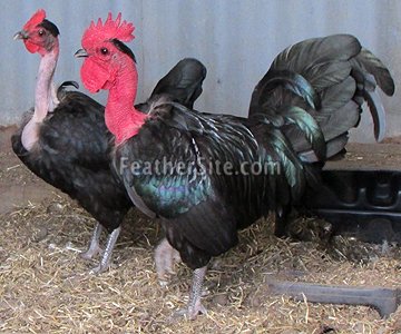 đá gà trực tiếp hôm nay trận cuối đá gà trực tiếp hôm nay trận cuối
