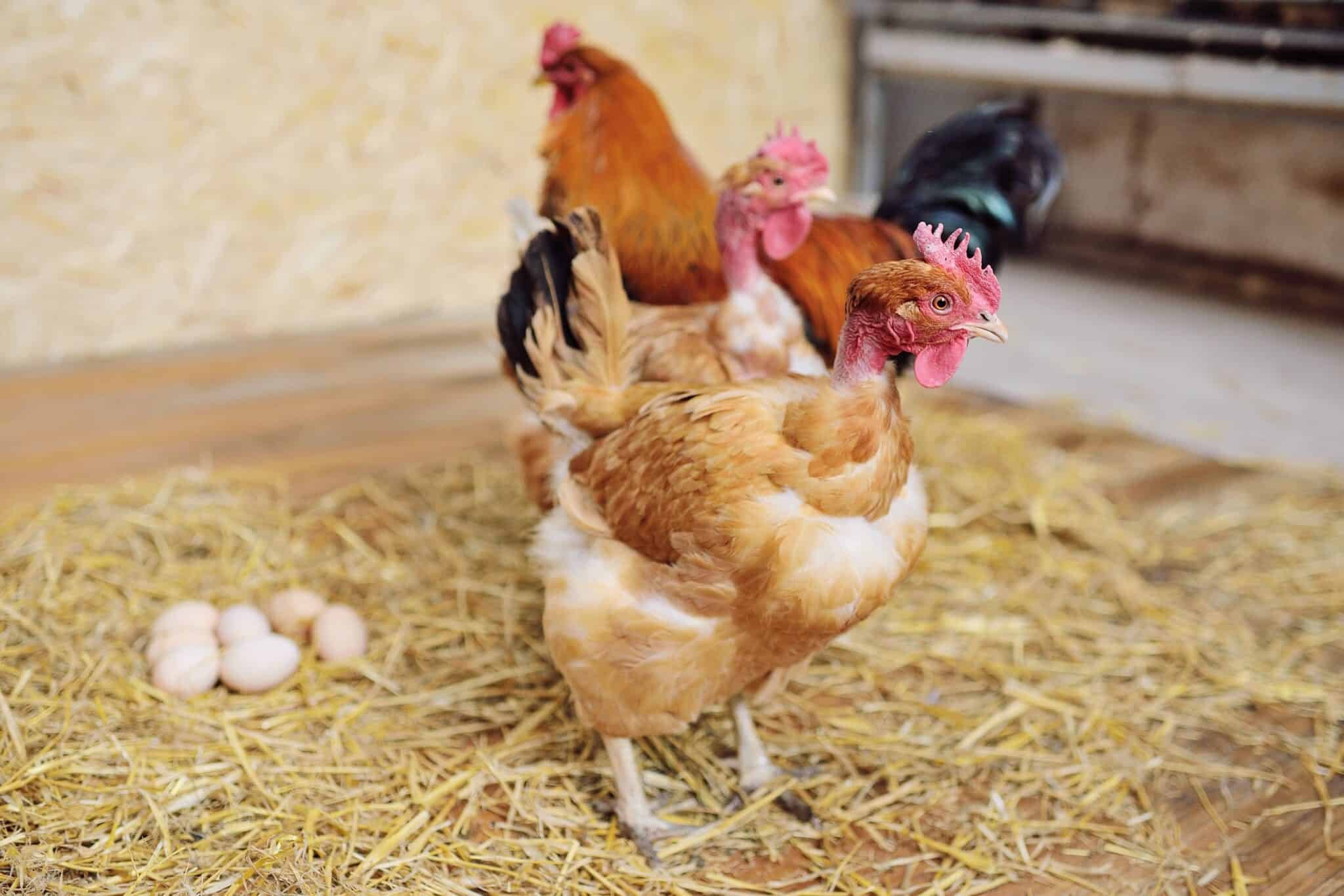 coi đá gà cựa sắt hay nhất coi đá gà cựa sắt hay nhất