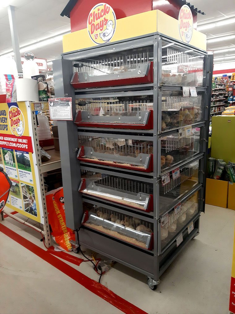 gà vảy rồng đá cựa sắt gà vảy rồng đá cựa sắt