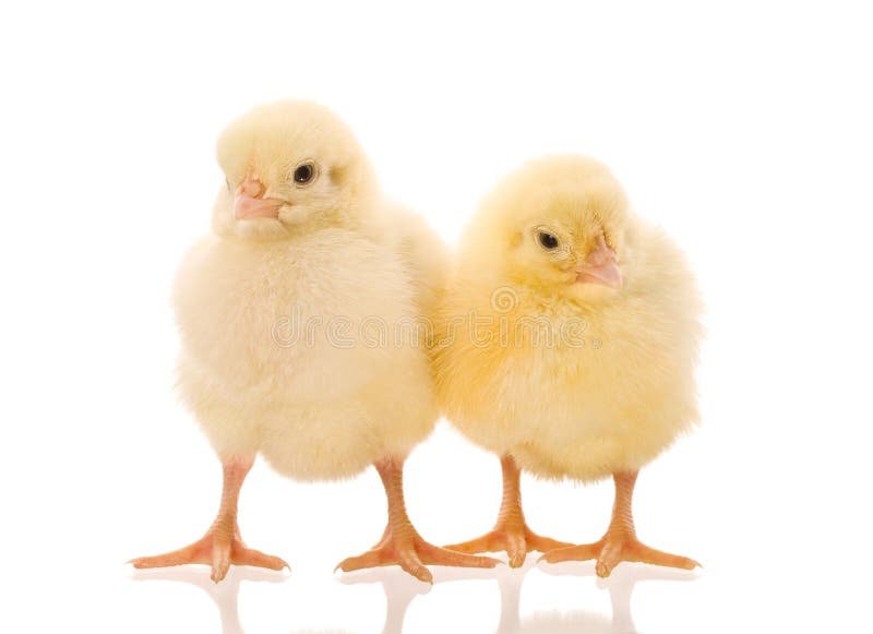 cách sửa gà đá,Cách Sửa Gà Đá: Bí Quyết Đem Lại Hiệu Quả Tối Ưu cách sửa gà đá,Cách Sửa Gà Đá: Bí Quyết Đem Lại Hiệu Quả Tối Ưu