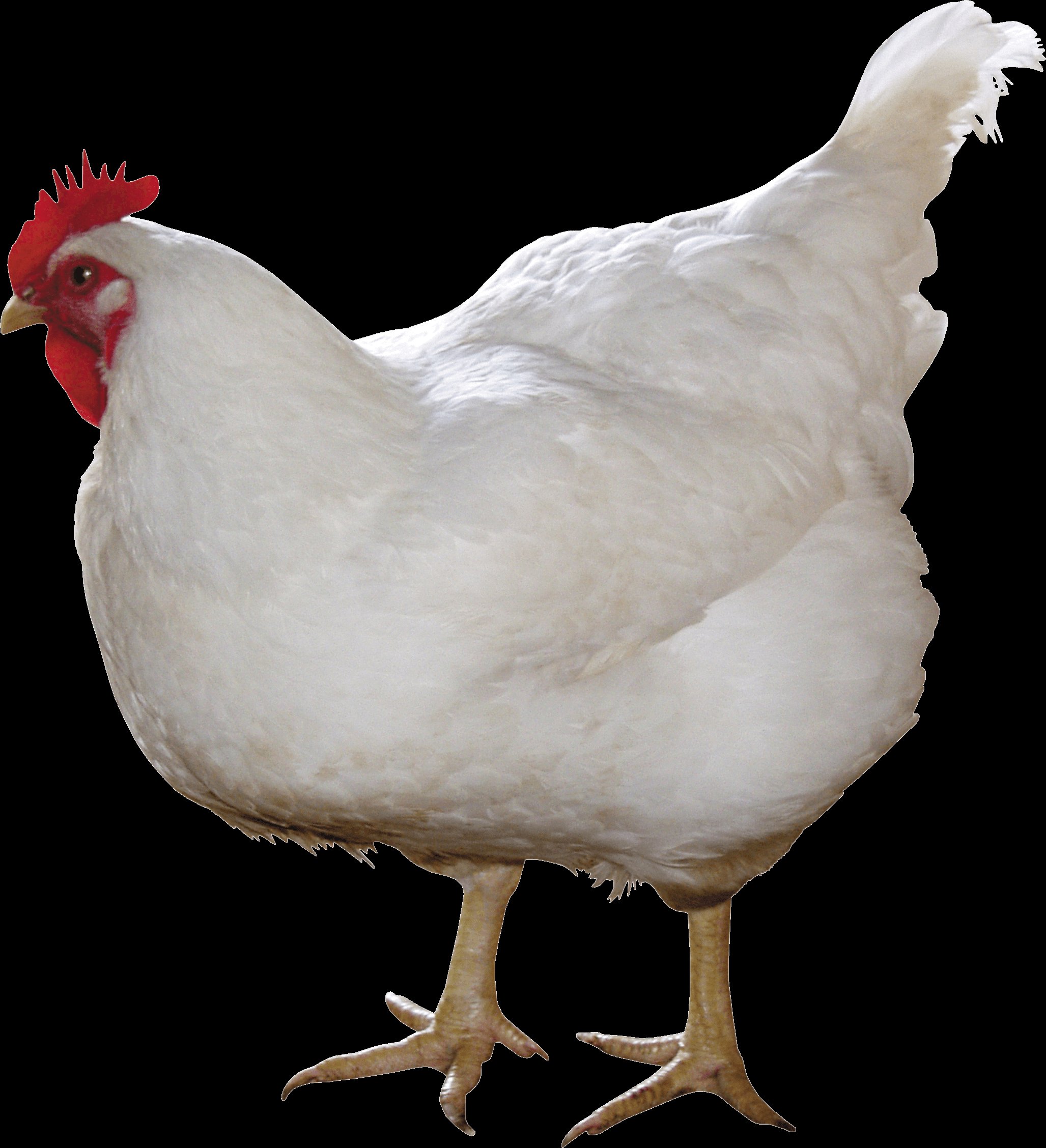 đá gà thomo tiền lớn đá gà thomo tiền lớn