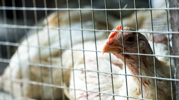 ngáo đá lên tầng 2 ôm con gà nhảy múa,Ngáo đá lên tầng 2, ôm con gà nhảy múa: Một câu chuyện kỳ diệu ngáo đá lên tầng 2 ôm con gà nhảy múa,Ngáo đá lên tầng 2, ôm con gà nhảy múa: Một câu chuyện kỳ diệu