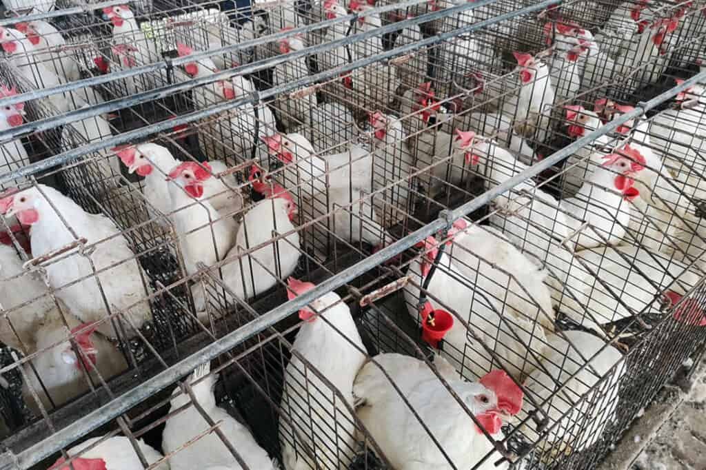 đá gà nòi trực tiếp,Đá gà nòi trực tiếp: Thứ hai cho tiêu đề bài viết đó đá gà nòi trực tiếp,Đá gà nòi trực tiếp: Thứ hai cho tiêu đề bài viết đó