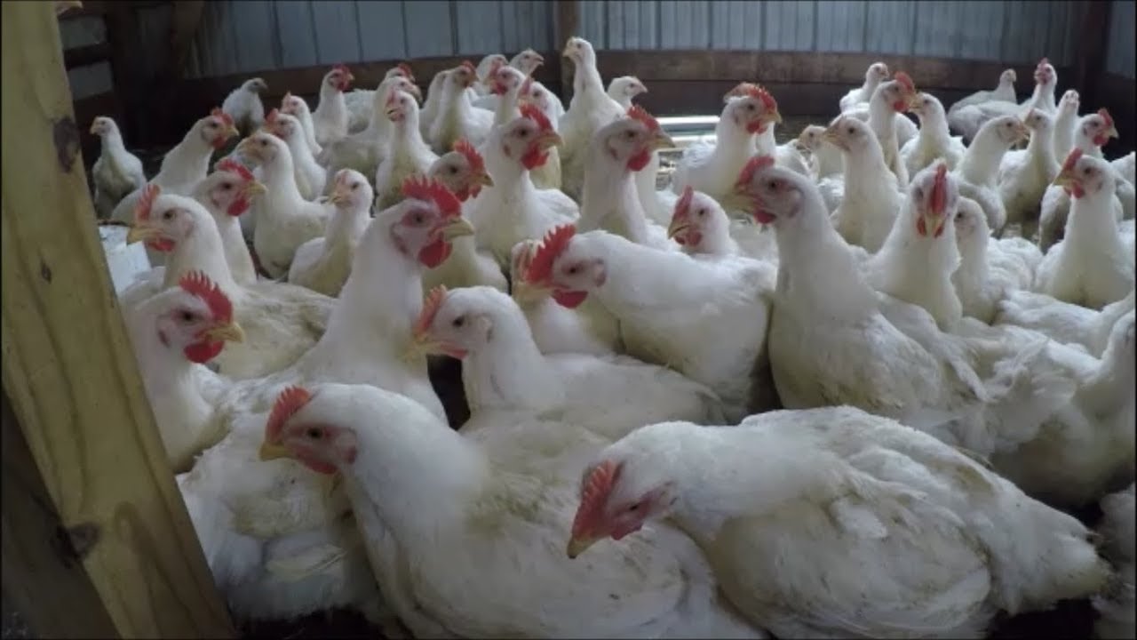 xem đá gà nòi đòn,Độ C Giới Thiệu Bài Viết: Xem Đá Gà Nòi Đòn xem đá gà nòi đòn,Độ C Giới Thiệu Bài Viết: Xem Đá Gà Nòi Đòn