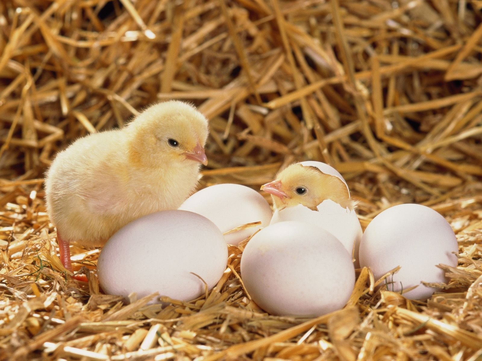 máy làm cửa gà đá máy làm cửa gà đá