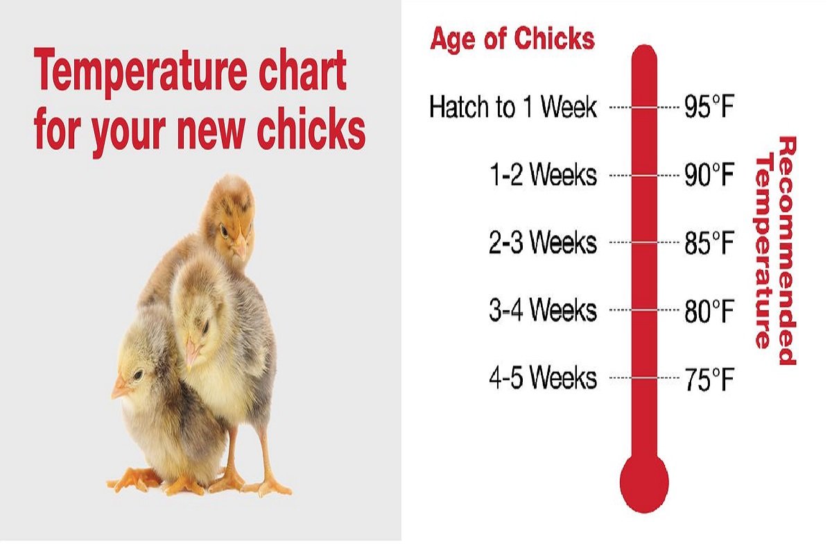 xem đá gà trực tiếp thomo ngày 19 5 2018 xem đá gà trực tiếp thomo ngày 19 5 2018