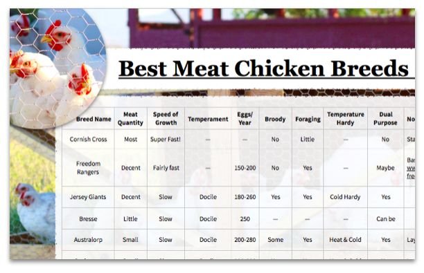 đá gà bị bắt đá gà bị bắt
