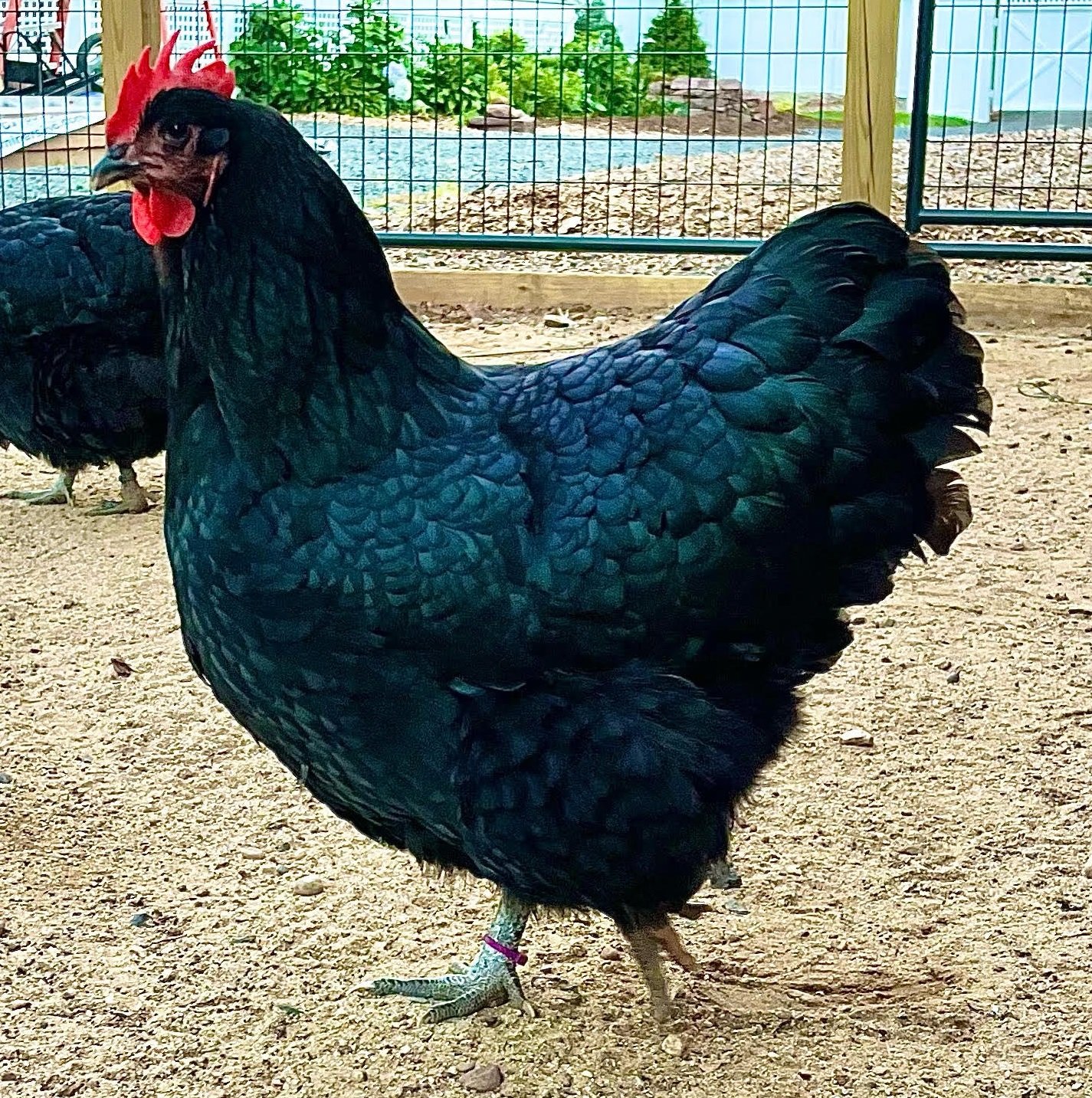đá gà trực tiếp thomo hôm nay