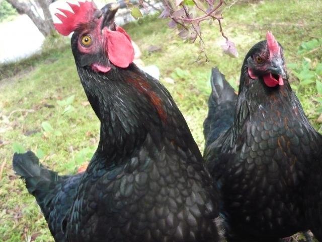 đá gà thomo ngày 18 tháng 11 năm 2019 đá gà thomo ngày 18 tháng 11 năm 2019