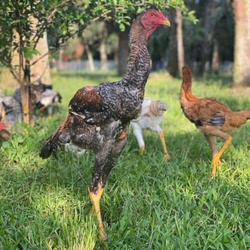 trận đấu bóng đá gà đẹp,Trận Đấu Bóng Đá Gà Đẹp Thứ Hai: Cơ Hội Được Gặp Lại Những Tên Đá Gà Siêu Tốc trận đấu bóng đá gà đẹp,Trận Đấu Bóng Đá Gà Đẹp Thứ Hai: Cơ Hội Được Gặp Lại Những Tên Đá Gà Siêu Tốc