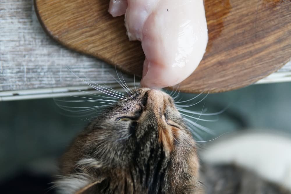 mua cầu đá lông gà ở hà nội mua cầu đá lông gà ở hà nội