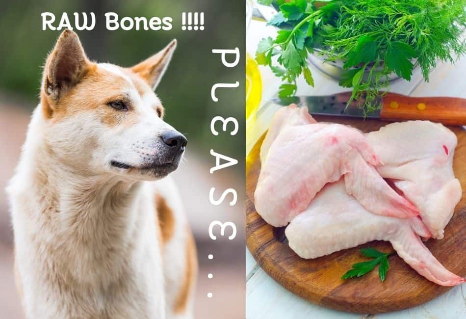 cho gà đá ăn chuối cho gà đá ăn chuối