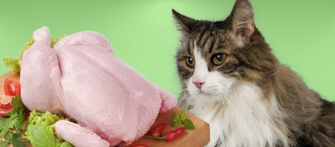 bắt đá gà ở gò công,Bắt đá gà ở Gò Công: Đặc Điểm và Tình Hình Hiện Nay bắt đá gà ở gò công,Bắt đá gà ở Gò Công: Đặc Điểm và Tình Hình Hiện Nay