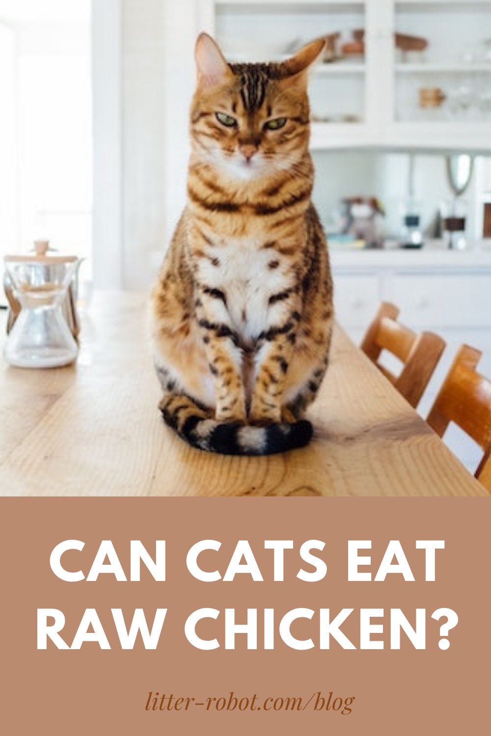 bắt đá gà ở huyện bình tân