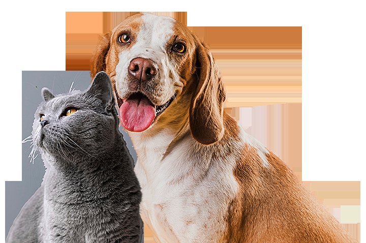 cách nuôi gà đá tới pin,1. Chọn Loài Gà Đá cách nuôi gà đá tới pin,1. Chọn Loài Gà Đá